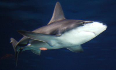 IMG 0865 Shark.JPG