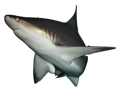 IMG 0736 Shark.png